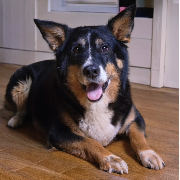 Roscoe the Dog
