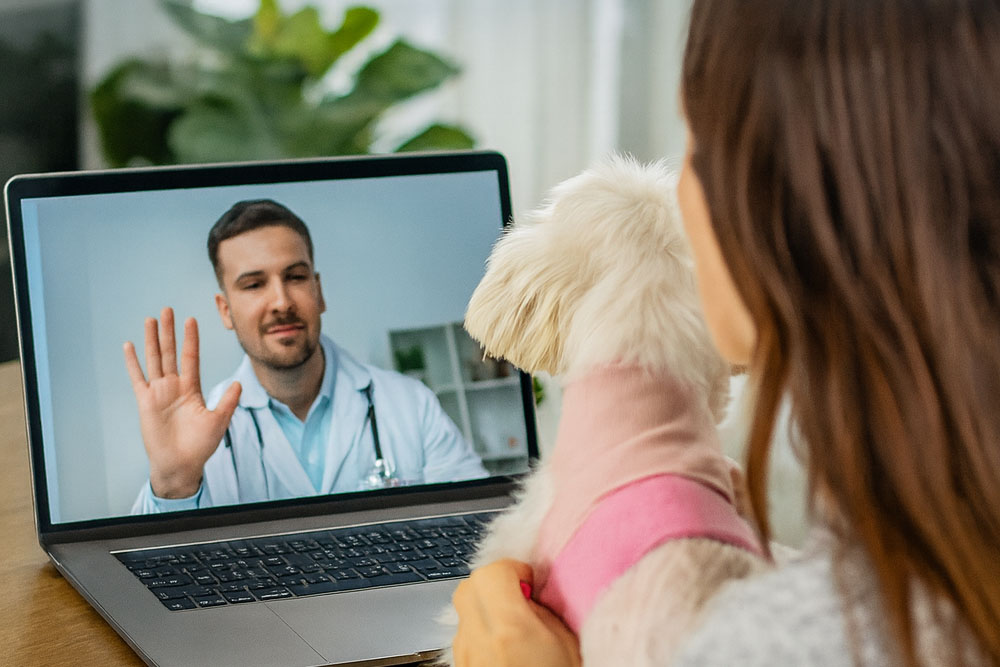 Modern Veterinary Care Made Simple: A Seamless Telemedicine Workflow with TelmyVet
